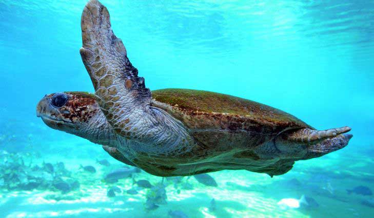 لاکپشت دریایی سبز