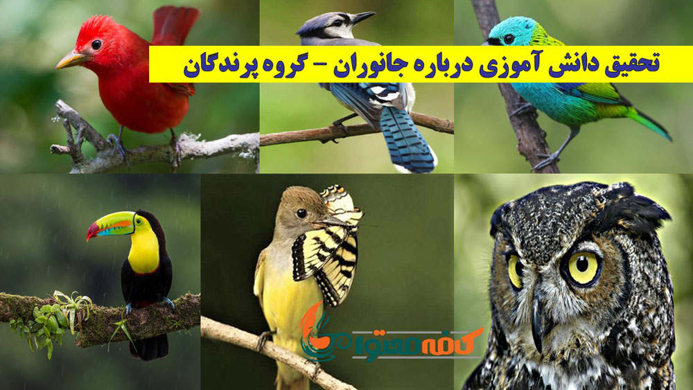 تحقیق دانش آموزی درباره جانوران-پرندگان