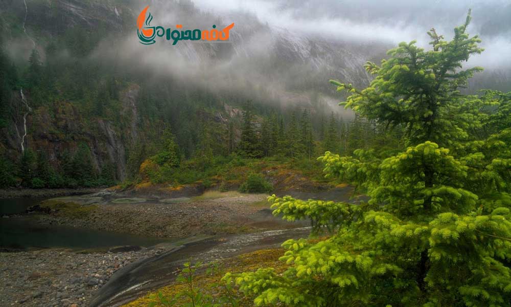 زیباترین جنگل های جهان - جنگل ملی تونگاس؛ آلاسکا - آمریکا