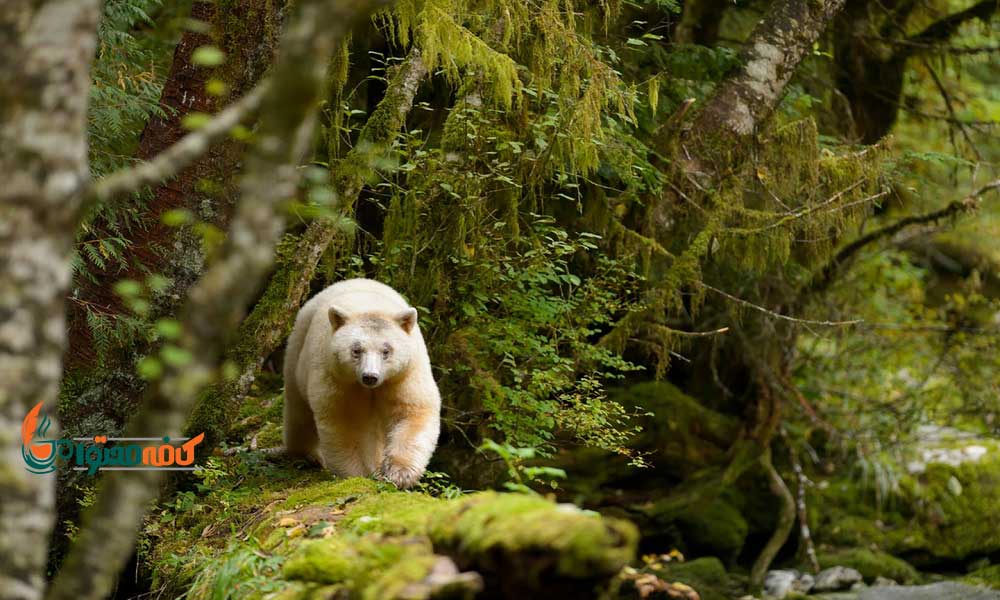 زیباترین جنگل های جهان - جنگل بارانی و معتدل آرام – ساحل اقیانوس در آمریکای شمالی