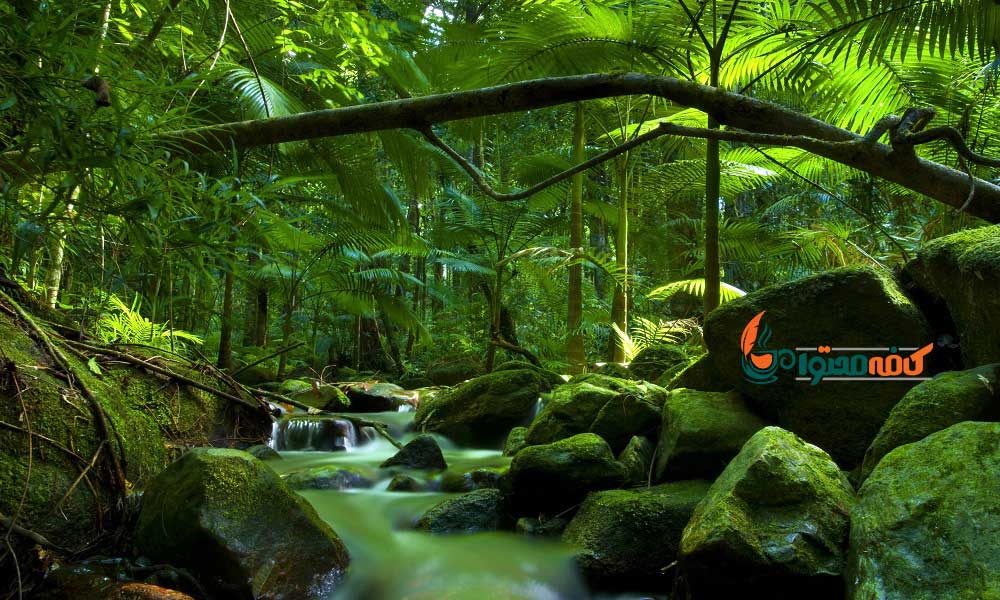 زیباترین جنگل های جهان - جنگل بارانی دینتری؛ کوئینزلند - استرالیا