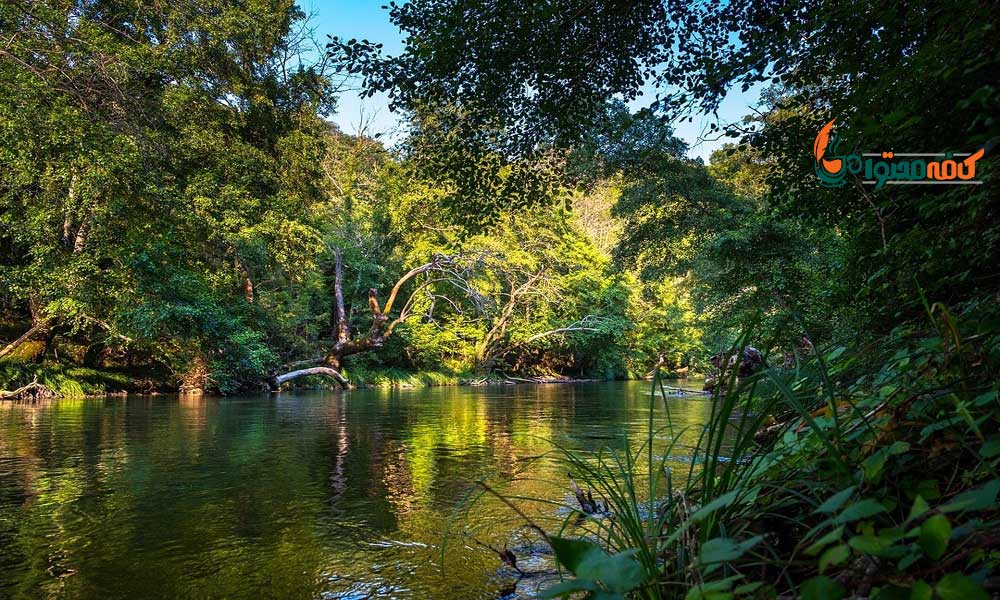 زیباترین جنگل های جهان - جنگل بارانی آمازون - آمریکای جنوبی