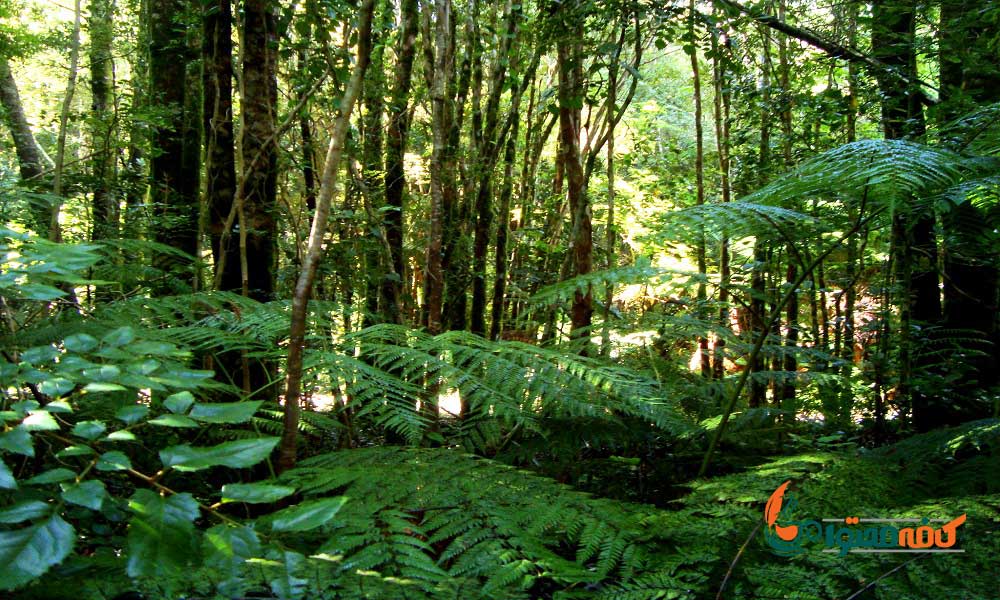 زیباترین جنگل های جهان - جنگل بارانی معتدل والدیویان؛ شیلی - آرژانتین