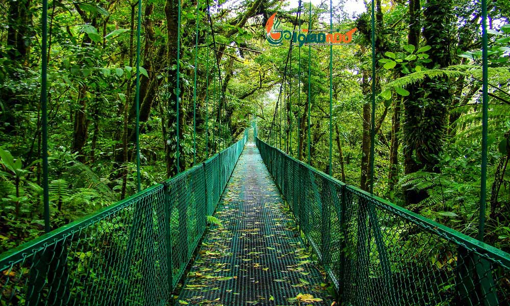 زیباترین جنگل های جهان - جنگل ابری انبوه سانتا النا؛ کاستاریکا