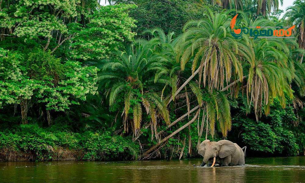 زیباترین جنگل های جهان - جنگل بارانی کنگو - آفریقای مرکزی