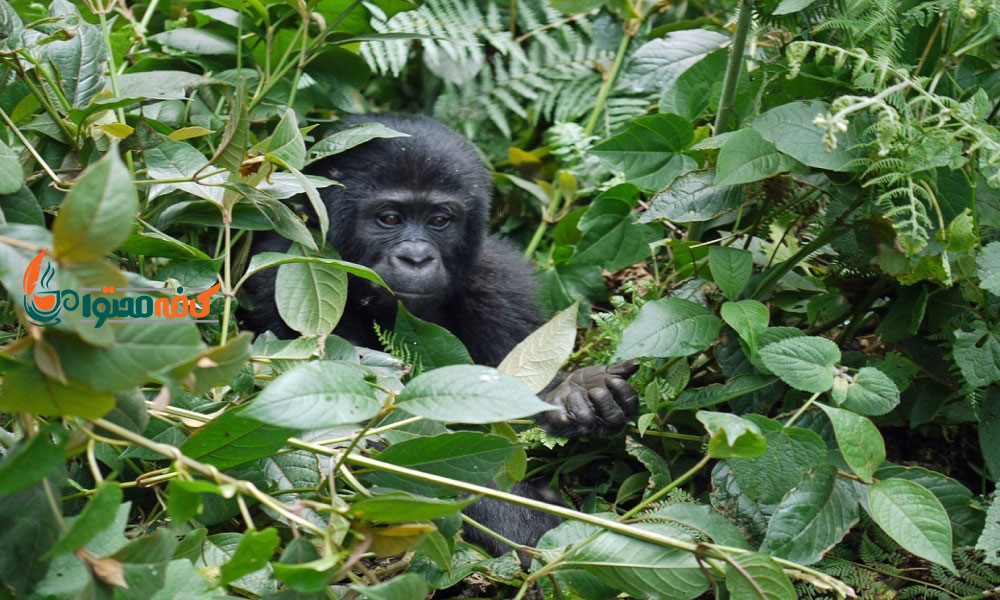 زیباترین جنگل های جهان - جنگل بارانی کنگو - آفریقای مرکزی